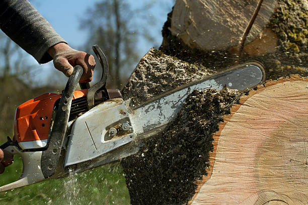 Best Stump Grinding Near Me  in Mi Wuk Village, CA